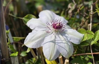 Afbeelding Bosrank 'Miss Bateman' - Clematis 'Miss Bateman'