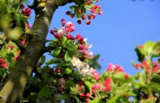 Afbeelding Sierappel 'Professor Sprenger' - Malus 'Professor Sprenger'