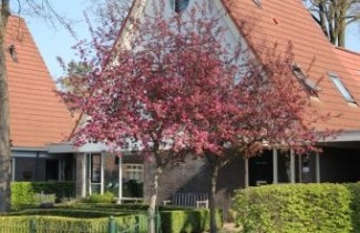 Afbeelding Sierappel 'Rudolph' - Malus 'Rudolph'