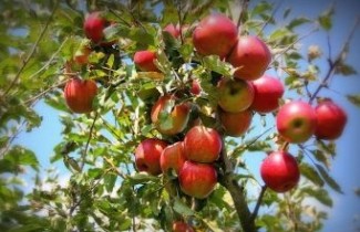 Afbeelding Appel 'Jonathan' - Malus domestica 'Jonathan'