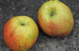 Afbeelding Appel 'Karmijn de Sonnaville' - Malus domestica 'Karmijn de Sonnaville'