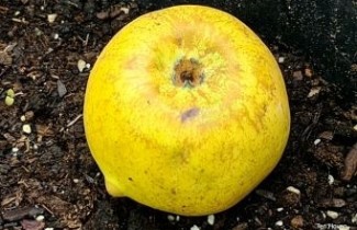 Afbeelding Appel 'Lunterse Pippeling' - Malus domestica 'Lunterse Pippeling'