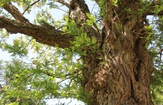 Afbeelding Valse Acacia - Robinia pseudoacacia