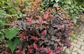 Afbeelding Blaasspiraea - Physocarpus opulifolius