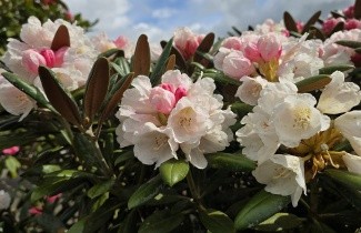 Afbeelding Rododendron 'Hydon Velvet' - Rhododendron yakushimanum 'Hydon Velvet