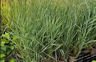 Afbeelding Vingergras  'Heavy Metal' - Panicum virgatum 'Heavy Metal'