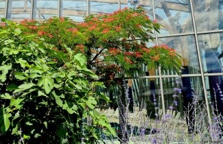 Afbeelding Perzische Slaapboom - Albizia julibrissin