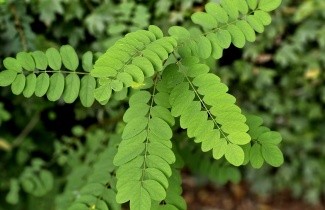 Afbeelding Valse Acacia - Robinia pseudoacacia