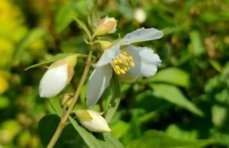 Afbeelding Boerenjasmijn 'Lemoinei' - Philadelphus 'Lemoinei'
