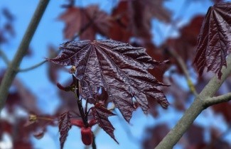 Afbeelding Roodbladige Esdoorn 'Royal Red' - Acer platanoides 'Royal Red'
