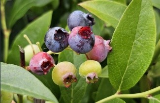 Afbeelding Blauwe bes 'Bluecrop' - Vaccinium corymbosum 'Bluecrop'