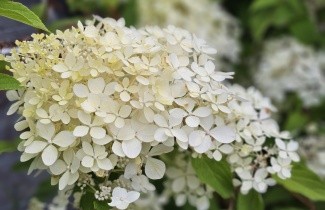 Afbeelding Pluimhortensia 'Phantom' - Hydrangea paniculata 'Phantom'