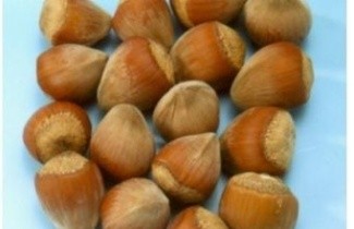 Afbeelding Hazelnoot 'Lange Spaanse' - Corylus avellana 'Lange Spaanse'