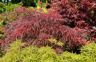 Afbeelding Japanse Esdoorn 'Inaba-shidare' - Acer palmatum 'Inaba-shidare'