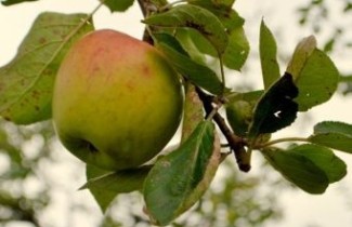 Afbeelding Appel 'Lombarts calville' - Malus domestica 'Lombarts Calville'