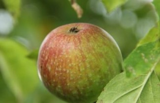 Afbeelding Appel 'Summerred' - Malus domestica 'Summerred'