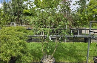 Afbeelding Zweedse Lijsterbes - Sorbus intermedia
