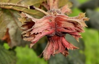 Afbeelding Roodbladige hazelnoot - Corylus maxima 'Purpurea'