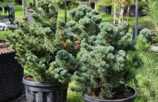 Afbeelding Japanse witte den 'Negishi' - Pinus parviflora 'Negishi'