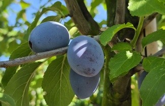 Afbeelding Pruim 'Hauszwetsche' - Prunus domestica 'Hauszwetsche'