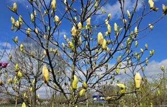 Afbeelding Magnolia 'Elizabeth' - Magnolia brooklynensis 'Elizabeth'