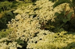 Afbeelding Trosvlier - Sambucus racemosa