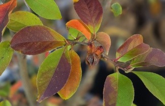 Afbeelding Schijncamelia - Stewartia rostrata