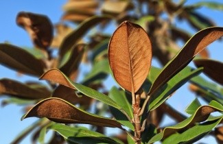Afbeelding Magnolia 'Goliath' - Magnolia grandiflora 'Goliath'