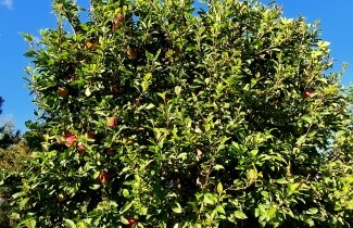 Afbeelding Appel 'Gloster' - Malus domestica 'Gloster'