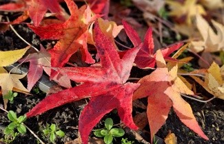 Afbeelding Amberboom 'Stared' - Liquidambar styraciflua 'Stared'