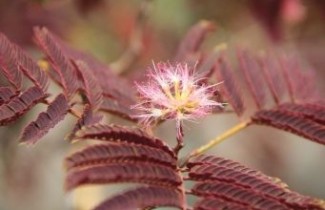Afbeelding Roodbladige Perzische slaapboom  - Albizia julibrissin 'Evey's Pride'