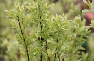 Afbeelding Bonte wilg op stam - Salix integra 'Flamingo'