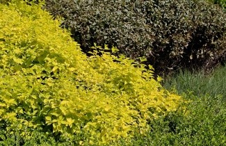Afbeelding Trosvlier 'Sutherland Gold' - Sambucus racemosa 'Sutherland Gold'