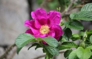 Afbeelding Bottelroos 'Rubra' - Rosa rugosa 'Rubra'