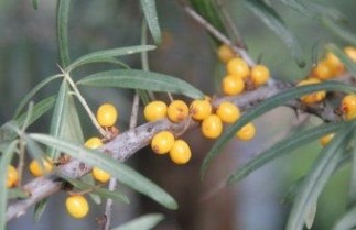Afbeelding Duindoorn - Hippophae rhamnoides