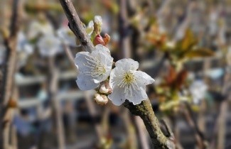 Afbeelding Kers "Hedelfinger" - Prunus avium 'Hedelfinger'