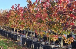 Afbeelding Amberboom - Liquidambar styraciflua
