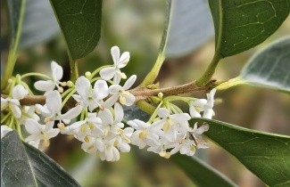 Afbeelding Schijnhulst - Osmanthus aquifolium
