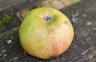 Afbeelding Appel 'Notaris' - Malus domestica 'Notaris'
