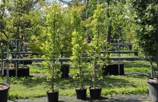 Afbeelding Magnolia 'Susan' - Magnolia 'Susan'