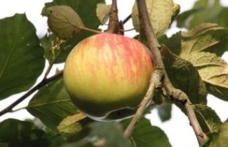 Afbeelding Appel 'Zoete Kroon' - Malus domestica 'Zoete Kroon'