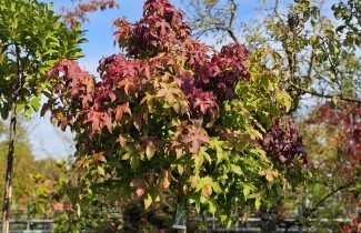 Afbeelding Amberboom 'Gum Ball' - Liquidambar styraciflua 'Gum Ball'