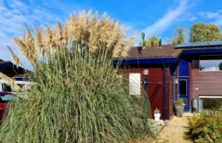Afbeelding Pampasgras 'Senior' - Cortaderia selloana 'Senior'