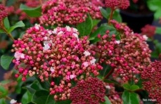 Afbeelding Sneeuwbal 'Lisa Rose' - Viburnum tinus 'Lisa Rose'