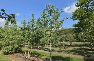 Afbeelding Tamme Kastanje, cultivar - Castanea sativa 'Lyon'