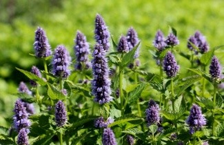 Afbeelding Anijsnetel - Agastache 'Blue Fortune'