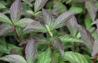 Afbeelding Sneeuwbal 'December Dwarf' - Viburnum farreri 'December Dwarf'