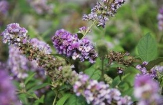 Afbeelding Dwerg Vlinderstruik 'Blue Chip' - Buddleja davidii 'Blue Chip'