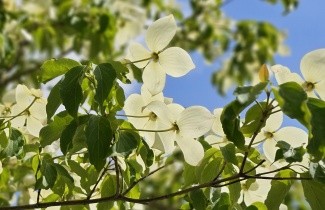 Afbeelding Japanse grootbloemige kornoelje 'Norman Hadden' - Cornus 'Norman Hadden'