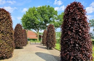 Afbeelding Rode Beuk - Fagus sylvatica 'Atropunicea'